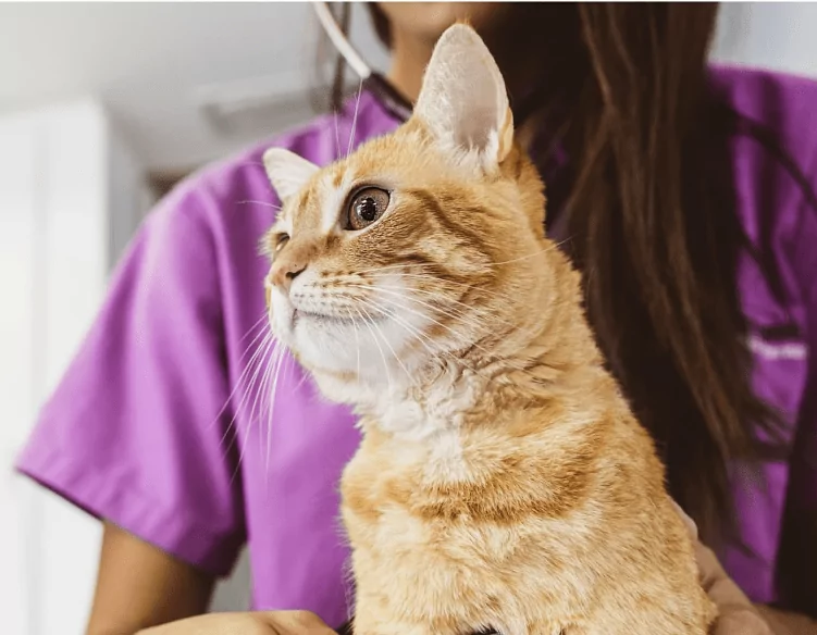 What is a Closed System Transfer Device (CSTD)? EQUASHIELD