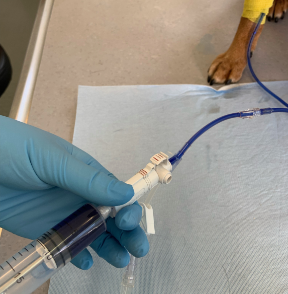 Veterinarian administering cytotoxic drug chemotherapy to small animals 