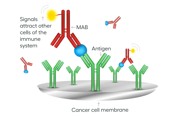 Diagramm der monoklonalen Antikörper (MABs)